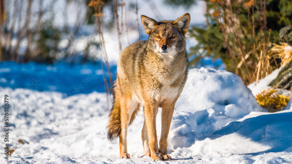 Fototapeta premium Coyote in Alaska