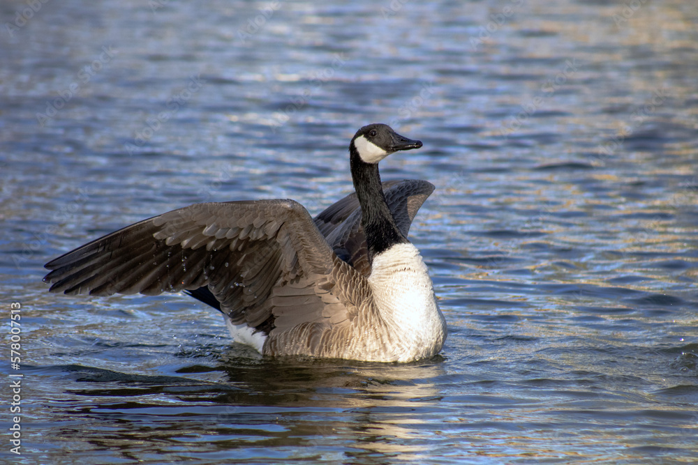 Canada goose stretching wings