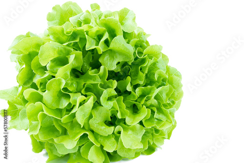 The Green oak lettuce leaves on white background
