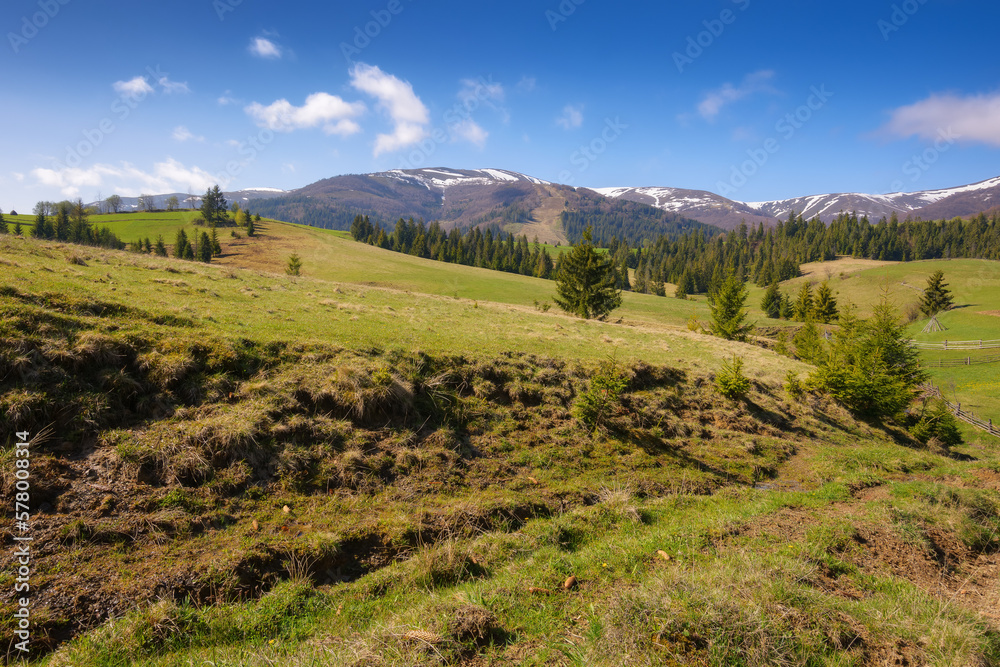 fresh spring scenery with meadows, hills, and mountains. beautiful rural landscape with forested slopes in morning light