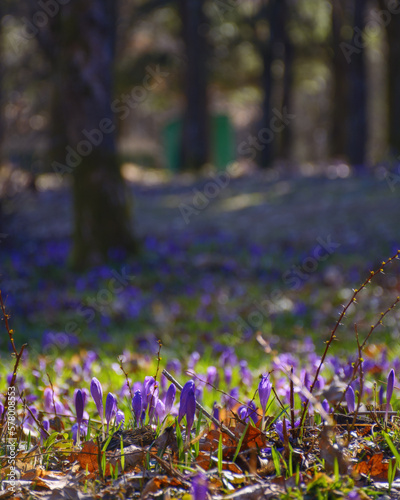 purple crocuses blooming in the park. first flowers in spring