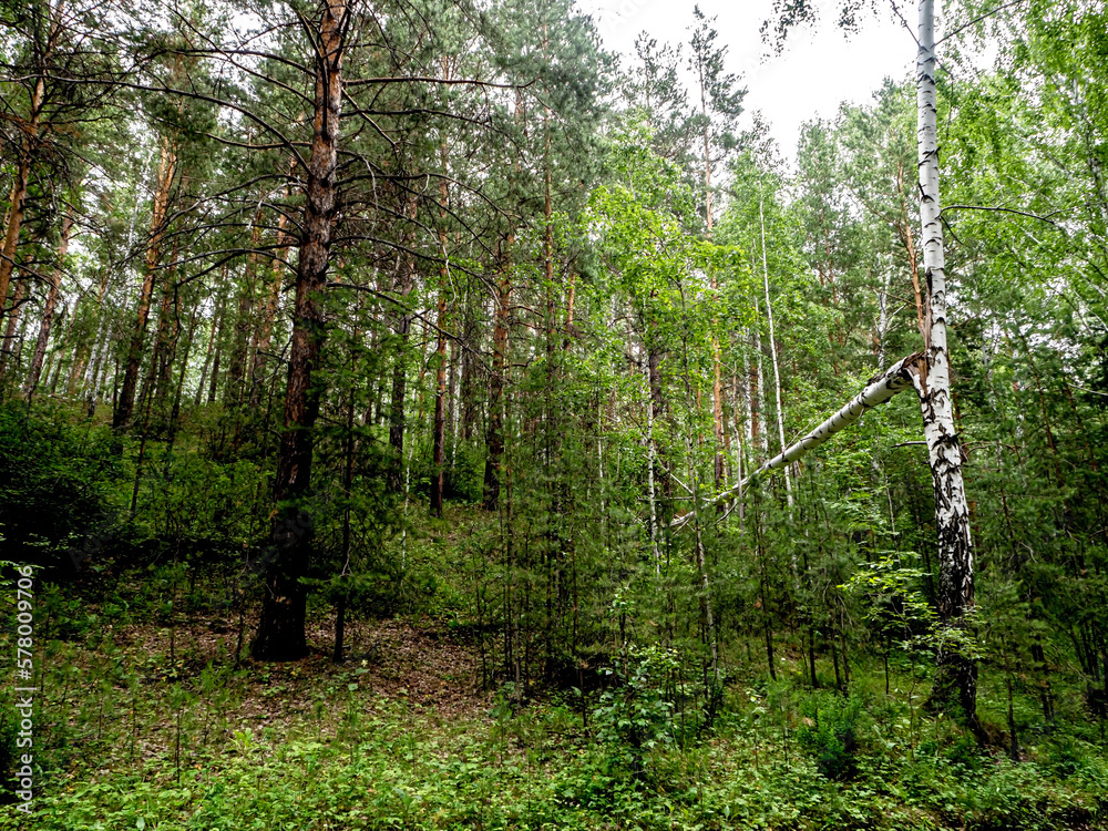 Obraz premium beautiful mixed forest in the southern Urals