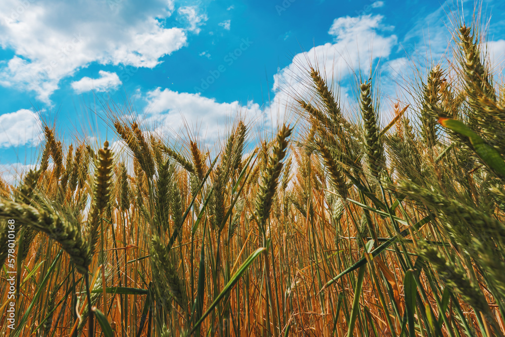 Unripe wheat field with beautiful white clouds in background Unripe wheat field with beautiful white clouds in background