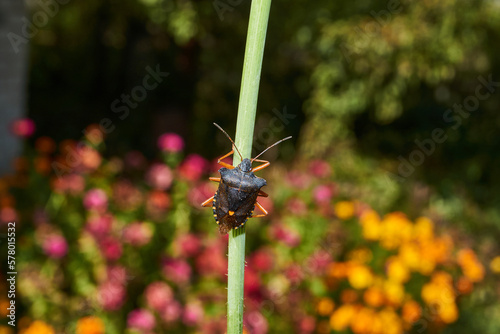 The bedbug red-legged (lat. Pentatoma rufipes) crawls over plants in the garden. Autumn. photo