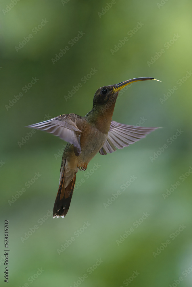 Fototapeta premium Rufous-breasted Hermit (Glaucis hirsutus) in flight, Manu National Park, Peruvian Amazon Cloud Forest, Peru