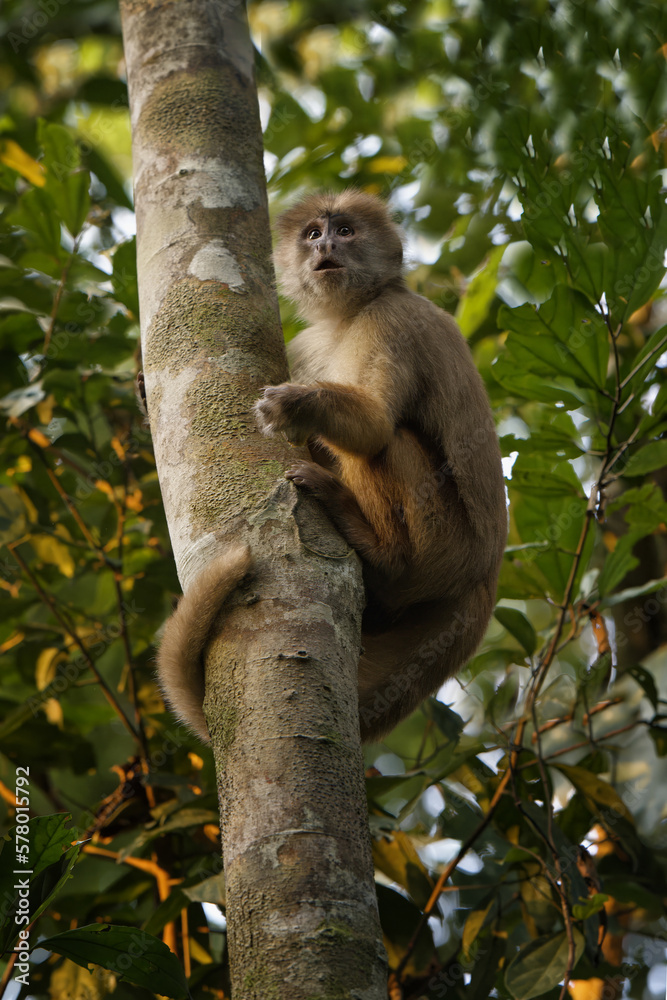 Obraz premium White-Fronted Capuchin (Cebus aequatorialis), Manu National Park, Peruvian Amazon, Peru