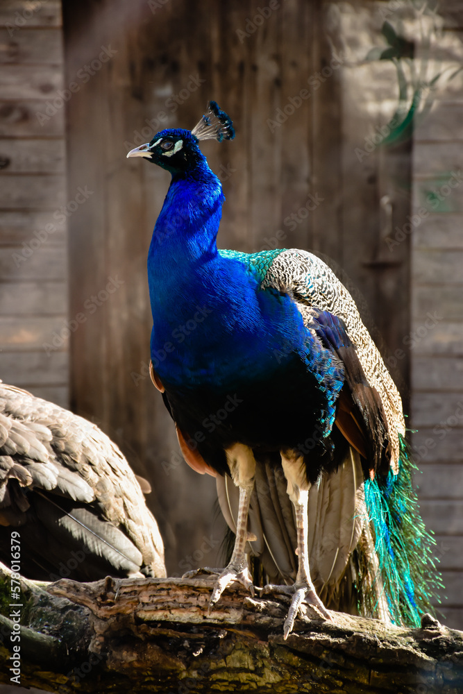 In the photo, a peacock is standing proudly in the center of the frame. The photo is a stunning showcase of the peacock's striking appearance, and a testament to the wonders of nature's artistry. In the photo, a peacock is standing proudly in the center of the frame. The photo is a stunning showcase of the peacock's striking appearance, and a testament to the wonders of nature's artistry.