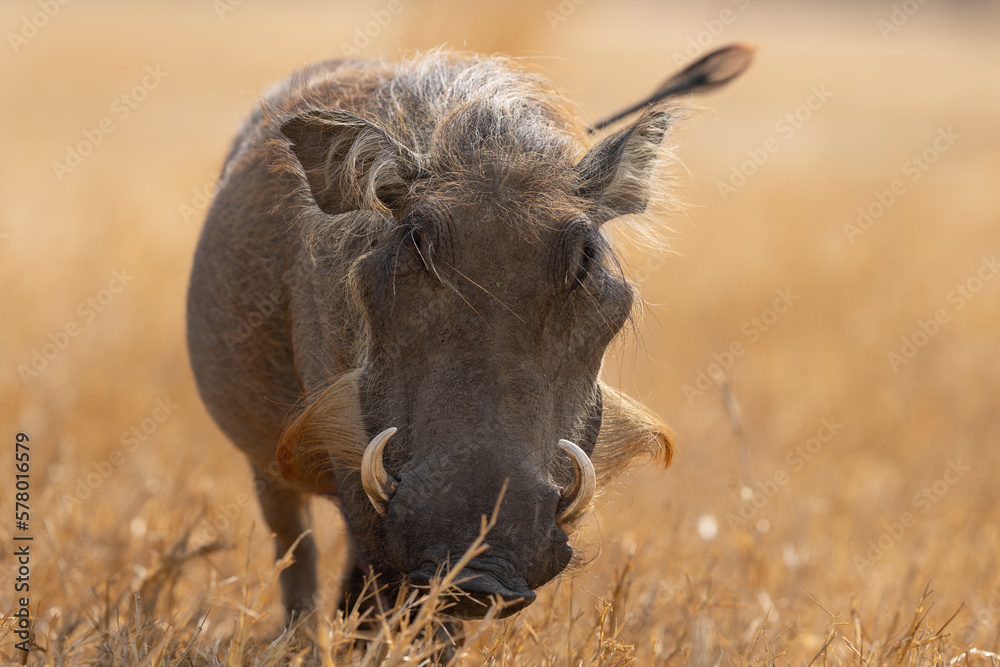 Fototapeta premium Closeup Portrait of a warthog in Murchinson Falls National Park in Uganda