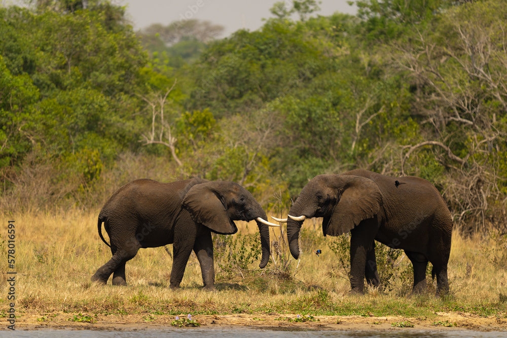 Fototapeta premium Two Elephants Greeting each other with Kingfisher flying under Tusk in Murchinson Falls National Park Nil
