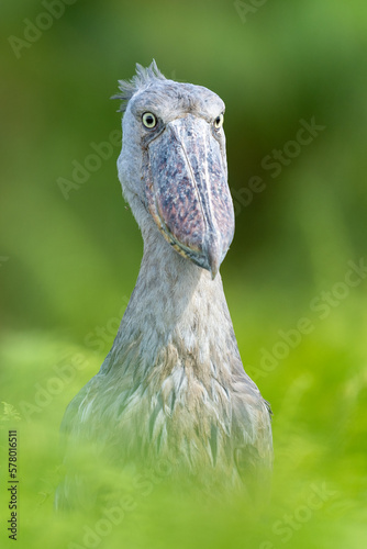 Shoebill stork in uganda Mabamba front
