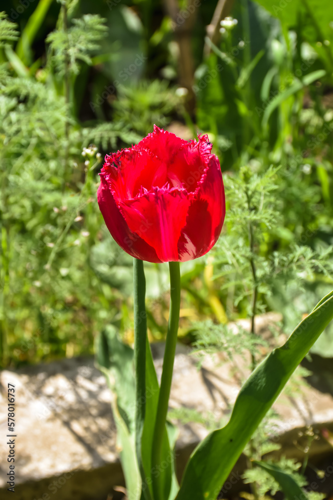 The red tulip is a classic symbol of love and passion, and its vibrant beauty makes it a popular choice for gardens, floral arrangements, and romantic gestures. The red tulip is a classic symbol of love and passion, and its vibrant beauty makes it a popular choice for gardens, floral arrangements, and romantic gestures.