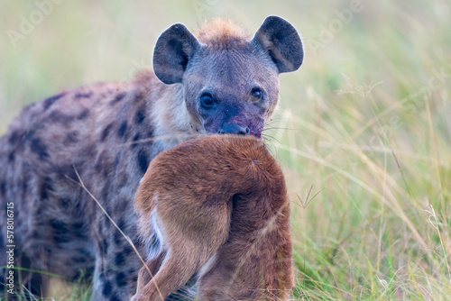 Hyena with bloody mouth in Ishasha in Queen Elizabeth national park in uganda with prey