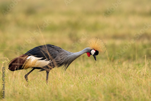 Grey crowned crane in Ishasha Queen Elizabeth national park