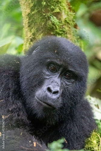 Gorilla Portrait in the Bwindi Forest © Jan