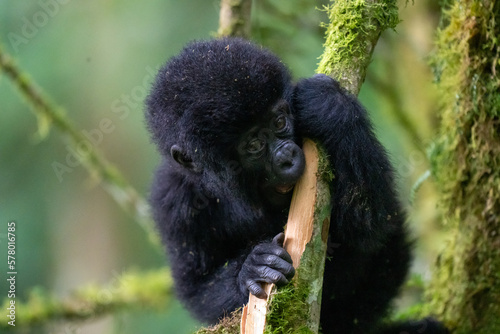 Baby Gorilla of one year playing