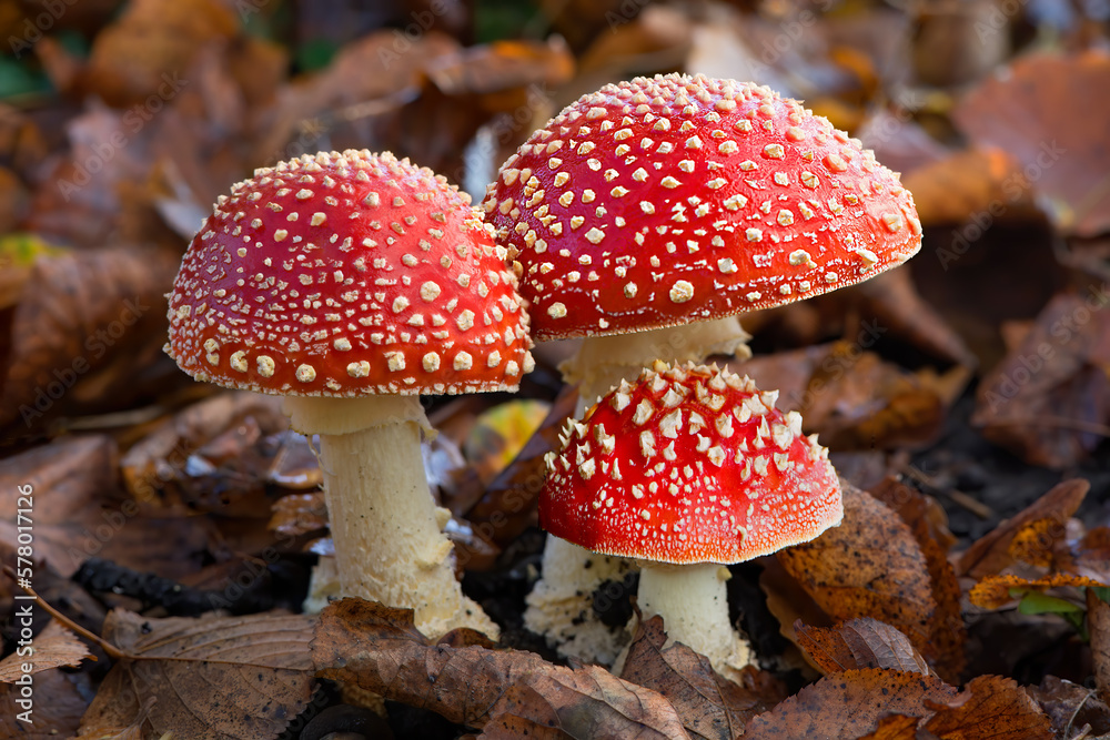 Three red mushrooms - obrazy, fototapety, plakaty 