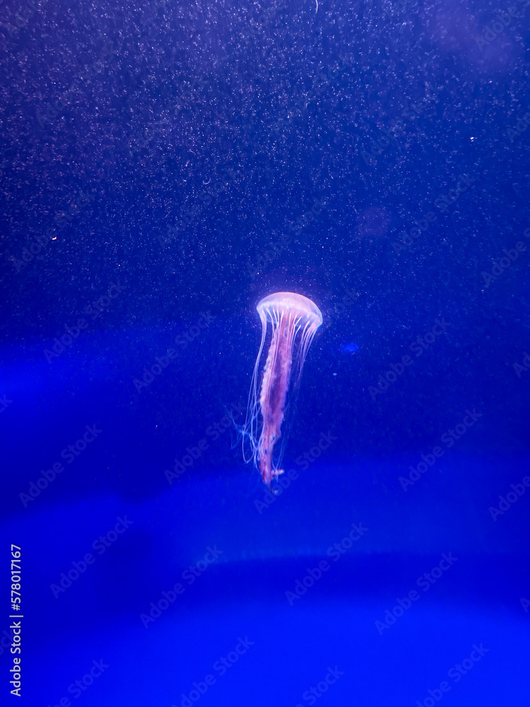 Fototapeta premium jellyfish in aquarium