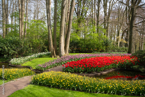 Purple and red tulips