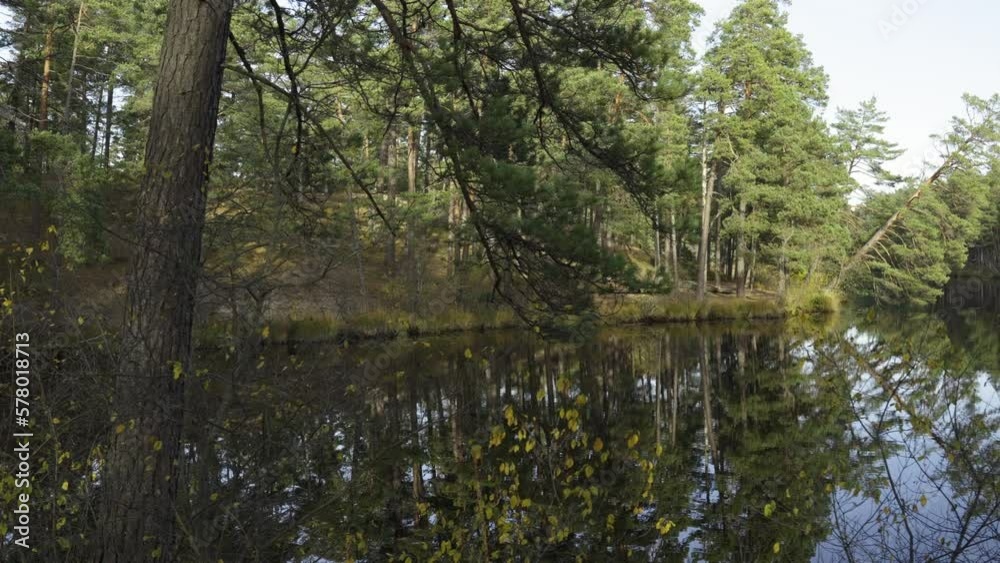 Walk through the autumn coniferous forest near the lake in autumn. On the shore of a forest lake green bushes and pines in the sunlight. Yellow needles lie on the hills. Seaside park in Latvia
