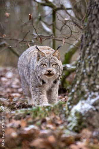 Canada lynx stalking her prey in forest. Canadian lynx in cold weather in habitat. Lynx canadensis at the turn of autumn and winter in leafy vegetation. North American mammal of the cat family Felidae