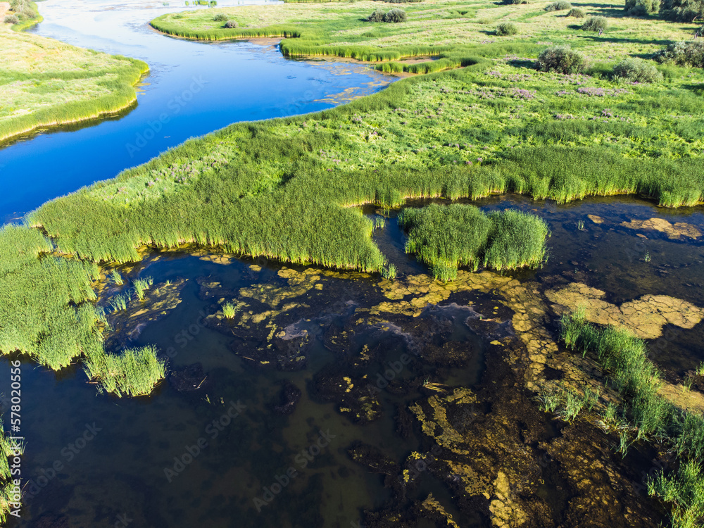 Aerial view of swamp in summer.