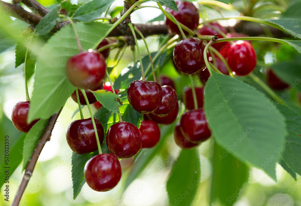 Ripe red cherries on a tree Ripe red cherries on a tree