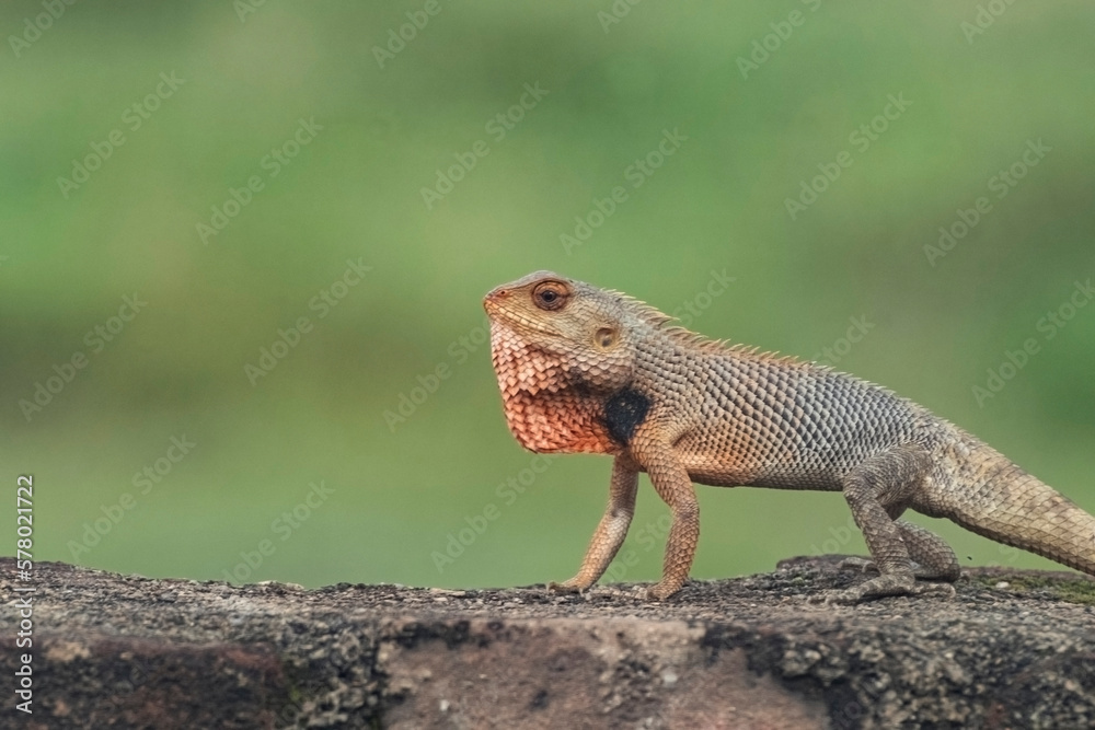 red throat garden lizard