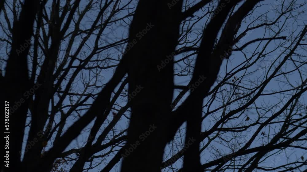 Tree Trunk Branches Silhouetted onto Dark Sky Moving