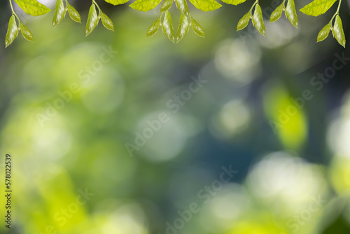 Abstract nature with bokeh , green background from the leaves , suitable for the background © Jatuchai