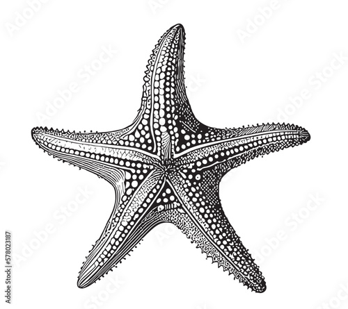 Starfish hand drawn sketch illustration Sea animals