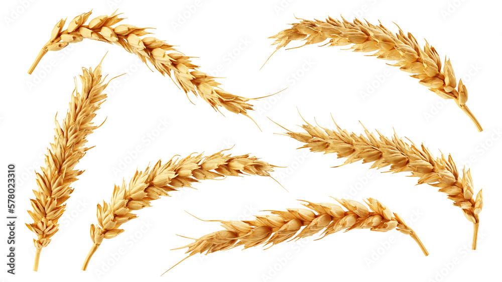 Wheat isolated on white background, clipping path, full depth of field Wheat isolated on white background, clipping path, full depth of field