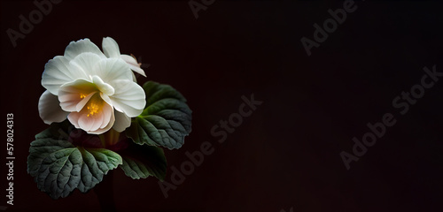 Dark white Begonia flower in black background generative ai