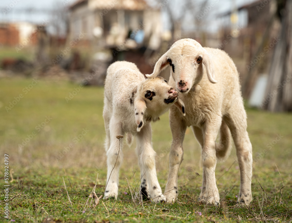 Sweet sheep family with baby lamb siblings Sweet sheep family with baby lamb siblings