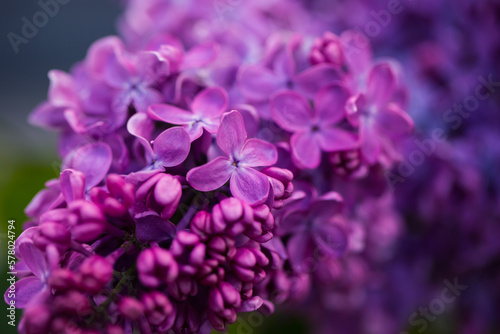 lilac flowers closeup lilac color © Serega