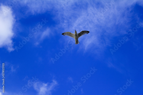 Bottom view of the sky. Flying gull in the blue sky with white clouds.