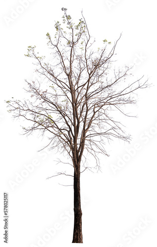 PNG death tree or leafless tree transparent PNG easy to drag and drop