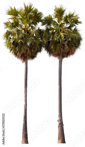 PNG file palm tree transparent background cut out from original background