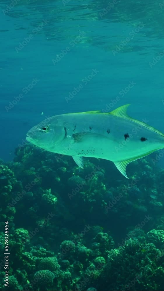 Vertical video, Jack fish float in sunrays on sunny day, Slow motion. Yellowspotted trevally fish, Carangoides fulvoguttatus swim inside school of Yellow-tailed Barracuda, Sphyraena flavicauda Vertical video, Jack fish float in sunrays on sunny day, Slow motion. Yellowspotted trevally fish, Carangoides fulvoguttatus swim inside school of Yellow-tailed Barracuda, Sphyraena flavicauda