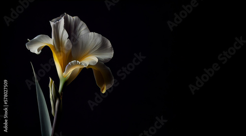 dark white canna flower in black background generative ai