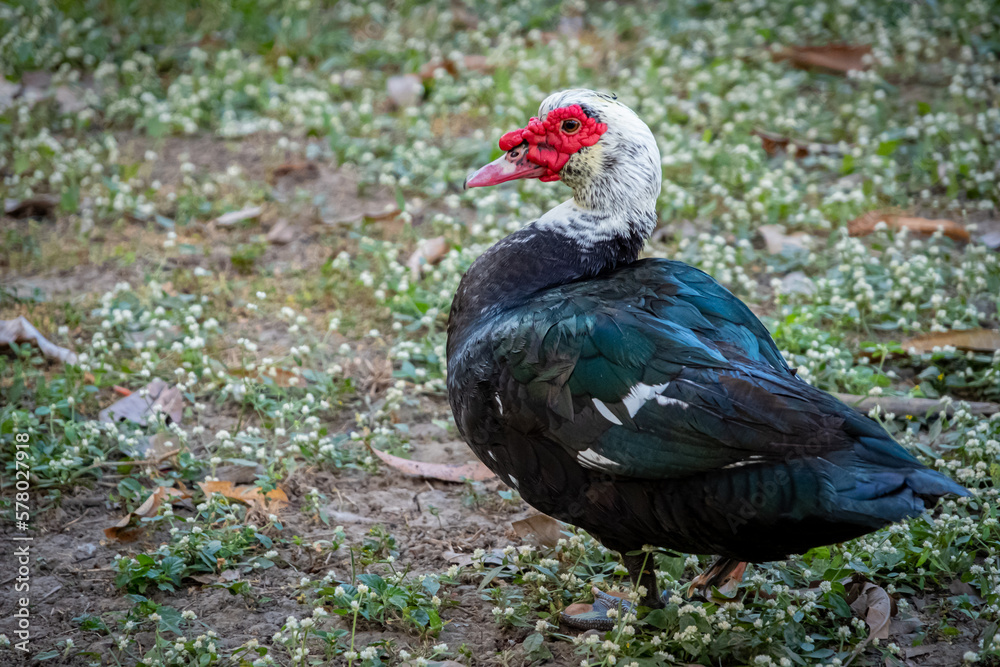 Animal themes: Muscovy Ducks or Pato criollo on the grass. Animal themes: Muscovy Ducks or Pato criollo on the grass.