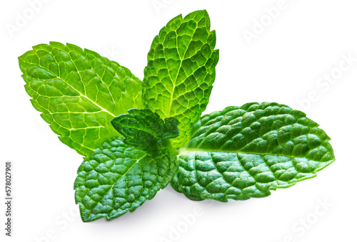 Melissa, Mint, Peppermint isolated on a white background close-up.