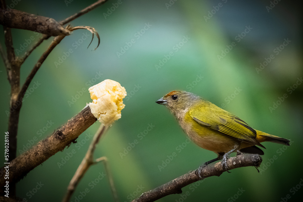 Fototapeta premium Animal themes: Orange-bellied Euphonia eating banana fruit on tree branch with green background 