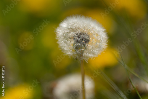 A blowball of dandelion  taraxacum  in front of a yellow and green blurry background