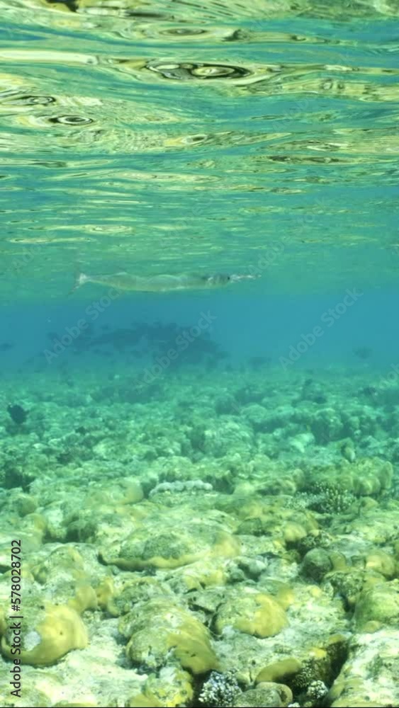 Vertical video, Needlefish or Garfish swim under surface of water over shallow coral reef in sunrays on sunny day, Slow motion. Vertical video, Needlefish or Garfish swim under surface of water over shallow coral reef in sunrays on sunny day, Slow motion.