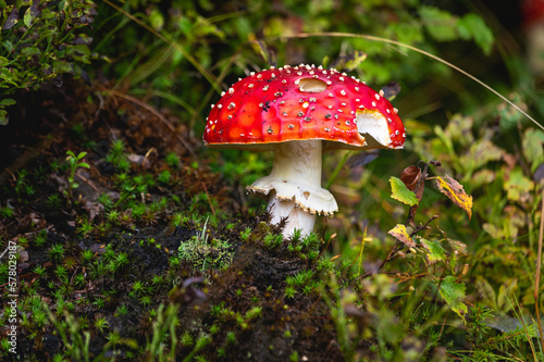 Muchomor czerwony (Amanita muscaria ) photo