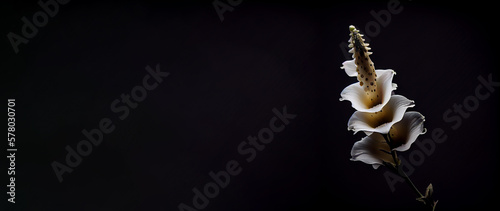 Fotografia dark white snapdragon flower in black background