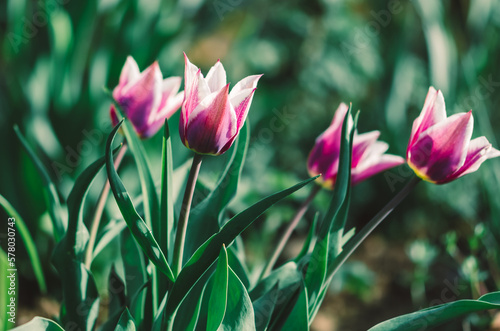 pink tulips and green leaves