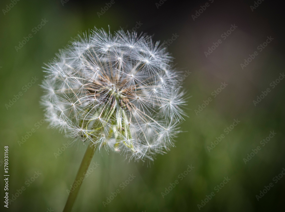 Fototapeta premium Dandelion in his final phase on a blurred green background. 