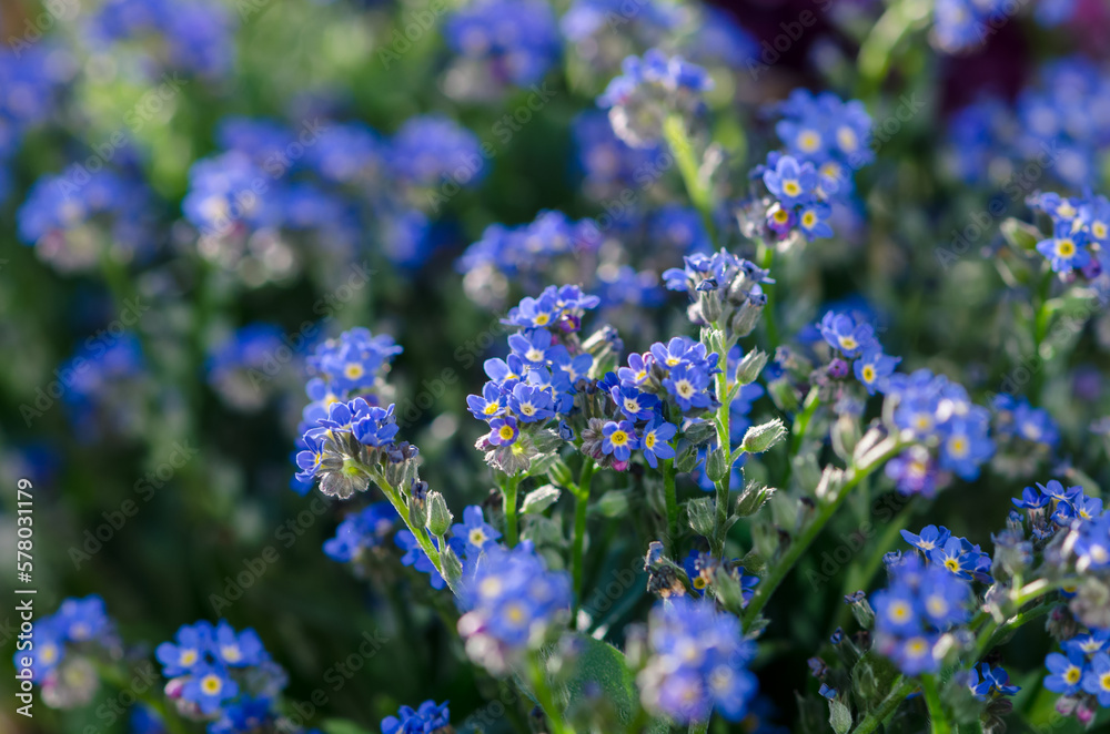 blue forget me not flowers background blue forget me not flowers background