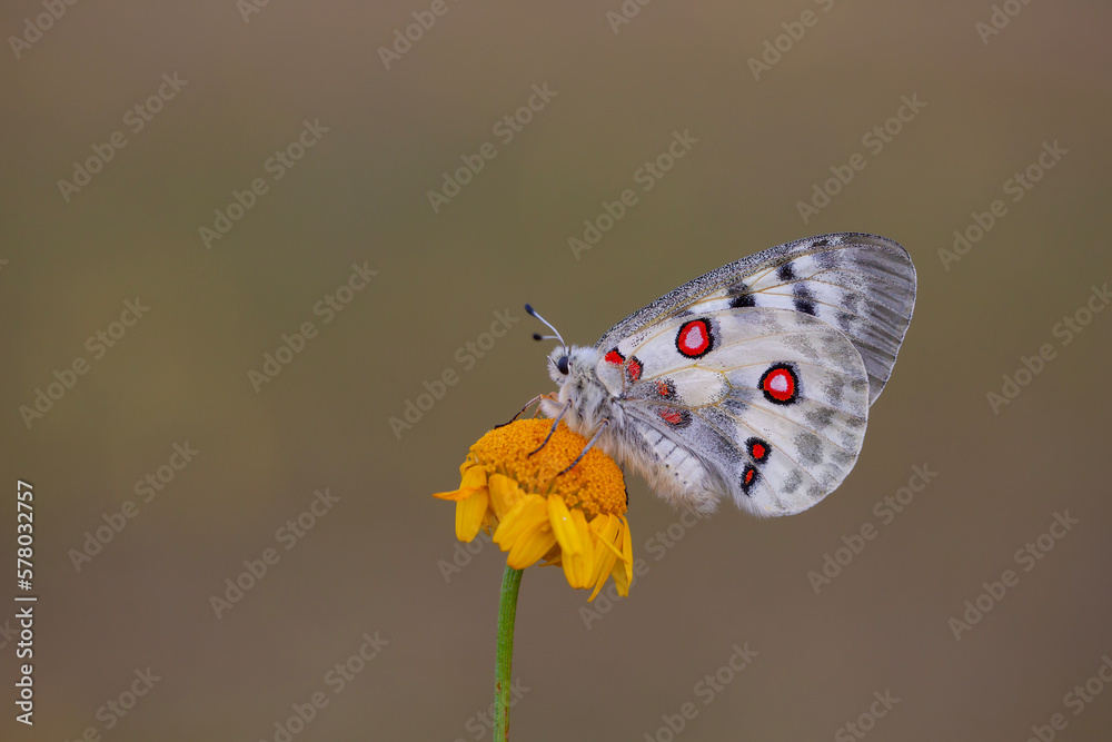 Female Apollo Butterfly, Parnassius apollo